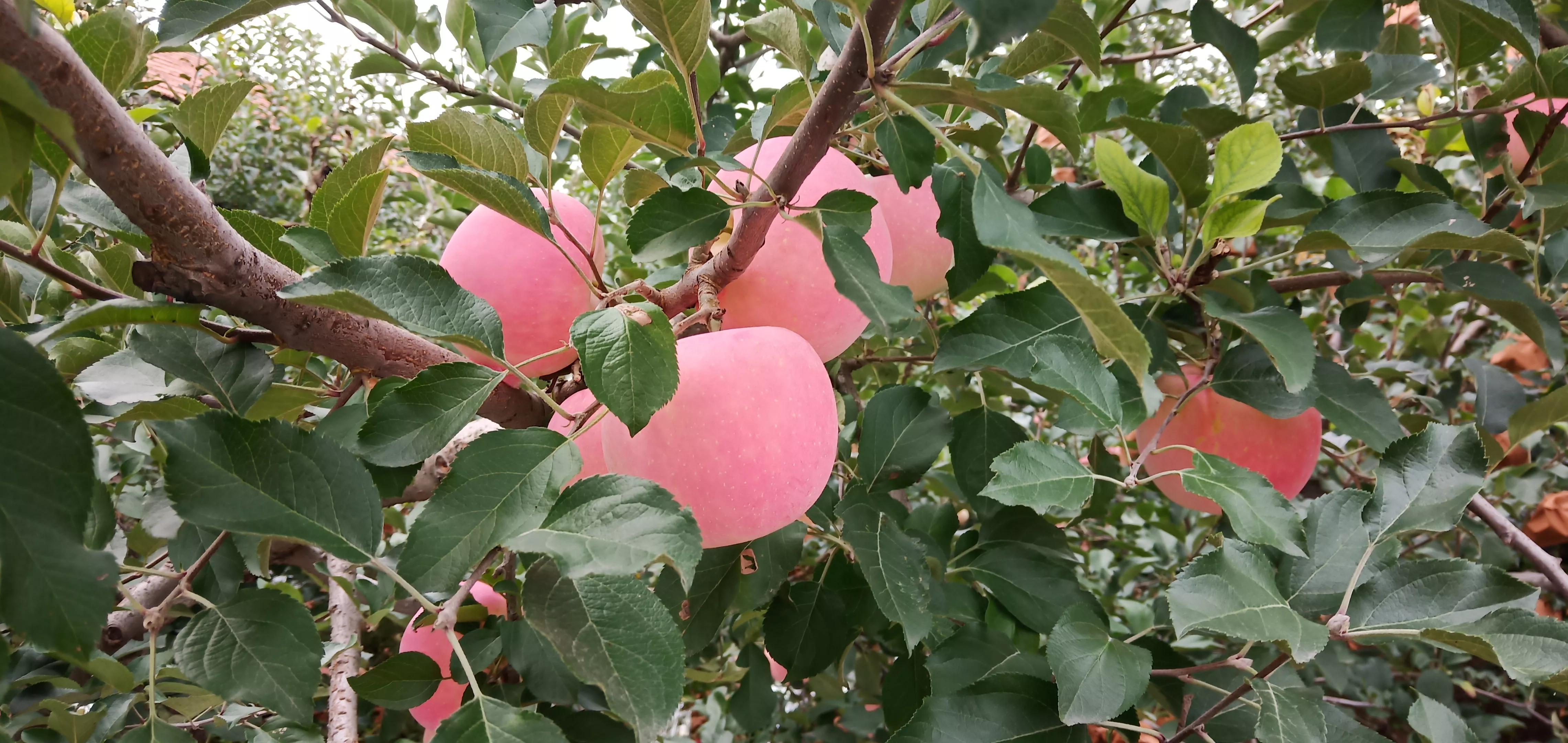 红色之爱苹果目前市场价多少钱，红色之爱苹果苗多少钱一棵（红将军苹果收购价格前高后低）