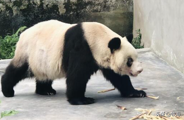 食铁兽为什么是大熊猫，大熊猫为什么叫食铁兽（中国“高价出租”的国宝）