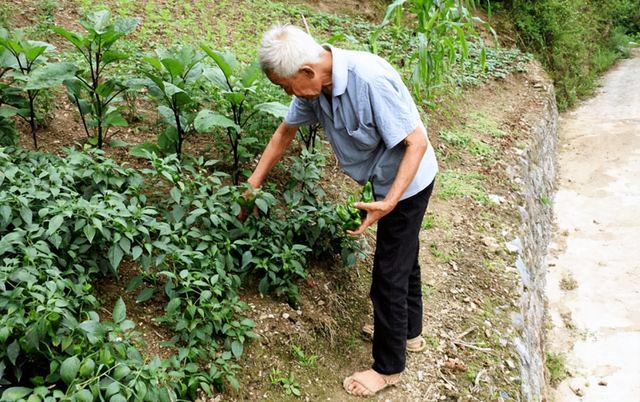 农村老人养老问题，农村老人养老问题及解决方法（老农：我们交了一辈子公粮）