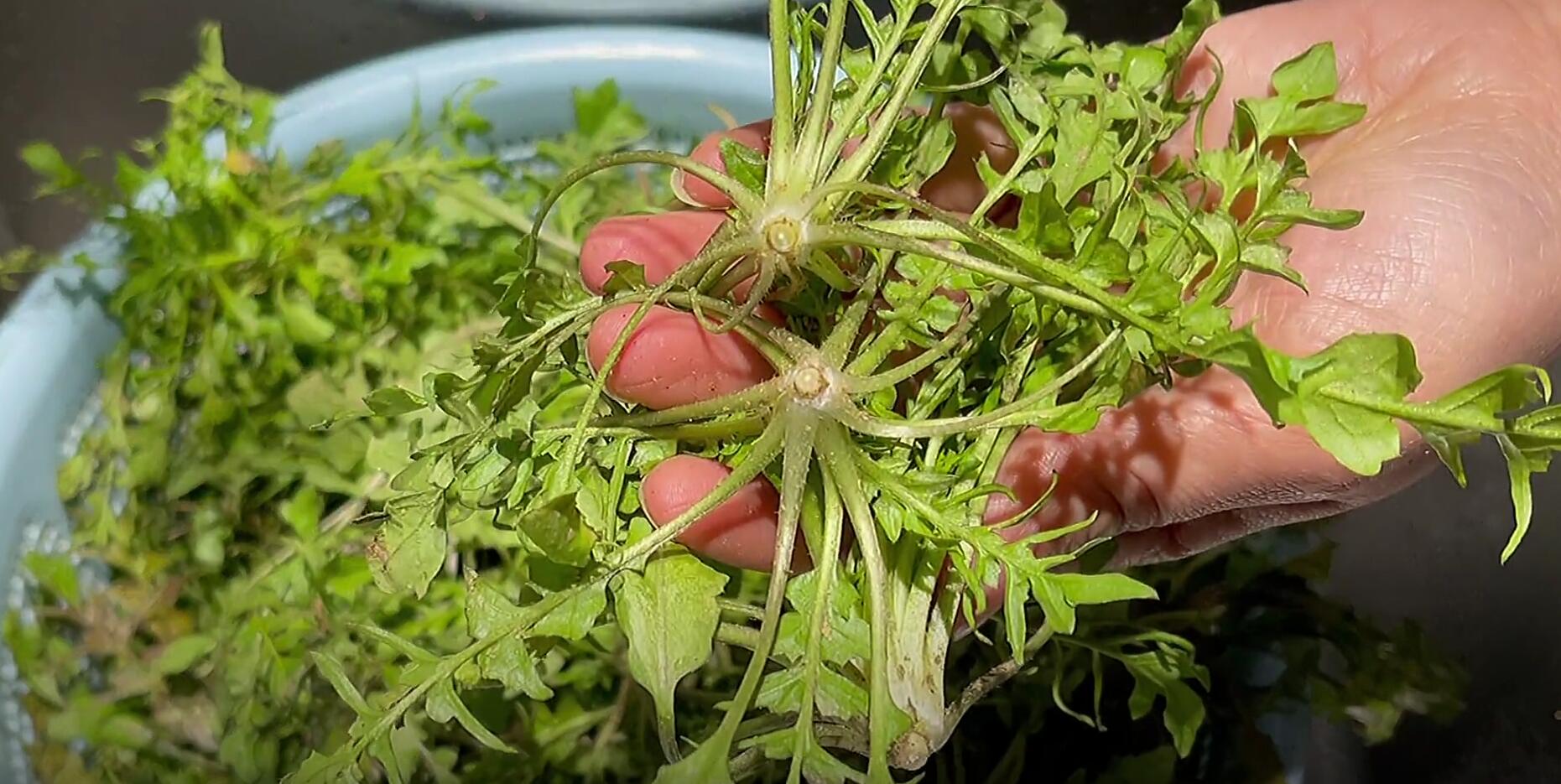 护肝第一名的野菜,养肝护肝第一名(藏在草丛中的"护肝猛将)