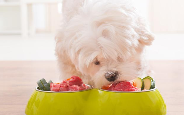 比熊犬吃什么，比熊犬吃什么狗粮（宠物课堂：比熊幼犬补充吃什么）