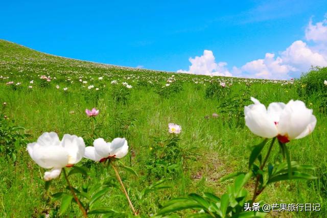 世界最大的草原，世界最著名的三大草原（面积是山东江苏两省之和）