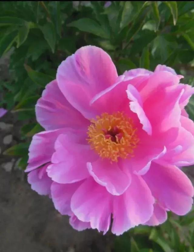 夸赞女人漂亮的句子，夸女人的美言佳句（女人如花，绚烂绽放，活出精彩）