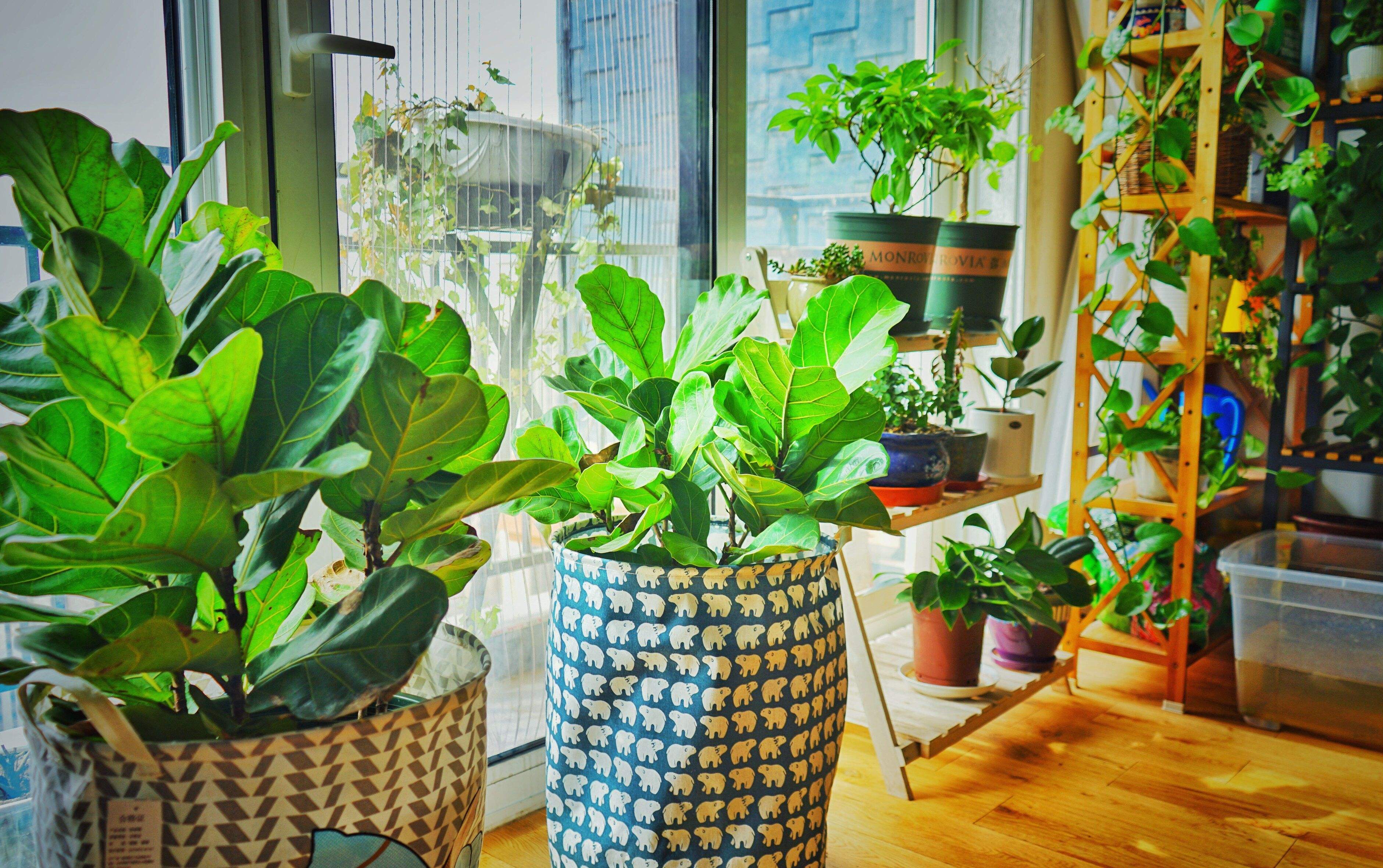 卧室放啥花好能清空气(卧室放什么植物好养对空气又好) - 珍缘易学