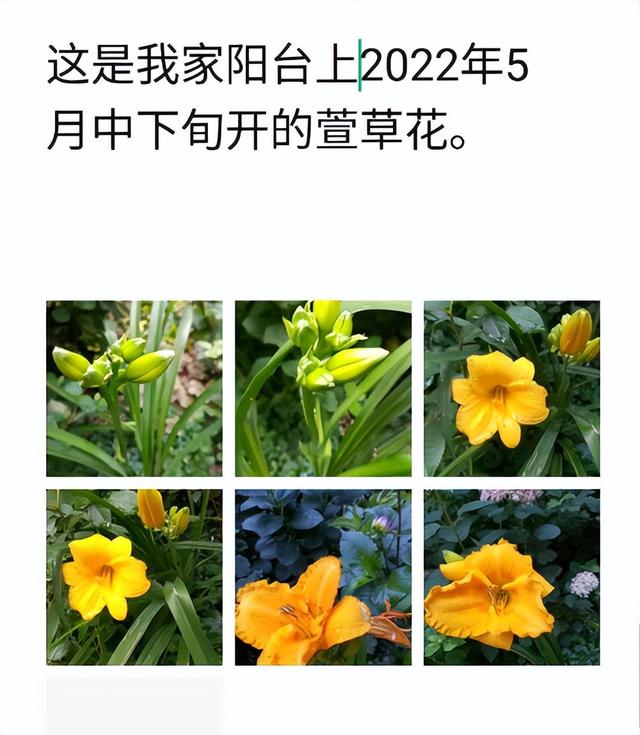 高高的草原上萱草花开放，火热歌曲《萱草花》