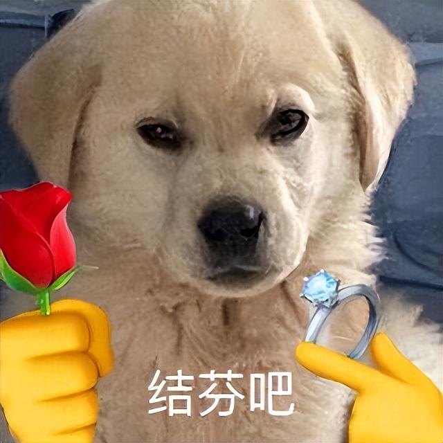 狗狗绝育的好处与坏处，狗狗绝育有什么好处和坏处（过来人告诉你：狗狗“绝育”后）