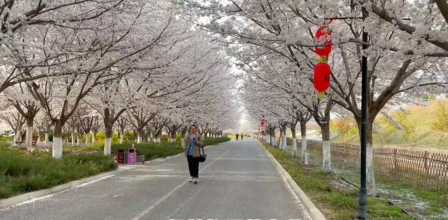 郑州樱花园在哪里，去郑州看樱花哪里好（郑州适合春天适合带孩子玩的宝藏地）