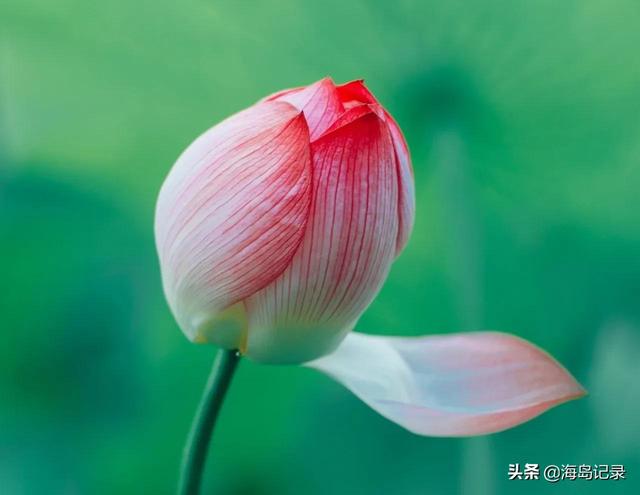 荷花的花语和寓意，荷花的寓意和花语（花语是清白坚贞纯洁）