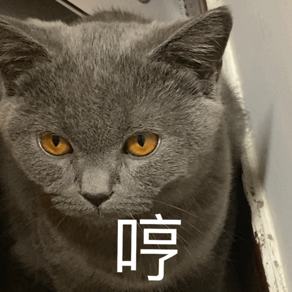 宠物店猫咪多少钱一只，宠物店猫咪多少钱一只猫（但宠物店老板不会告诉你）