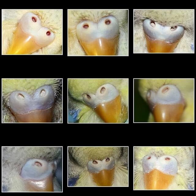 怎样分辨虎皮鹦鹉的公母雌雄，怎样分辨虎皮鹦鹉是公是母（如何区分虎皮鹦鹉的性别）