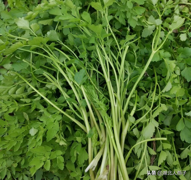 农村100种野菜图片，农村100种常见野菜（让你轻松认识各种野菜和吃法）