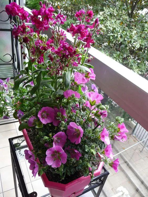 养阳台上的小木槿做好这几点,小木槿花苞发黄枯萎是什么原因