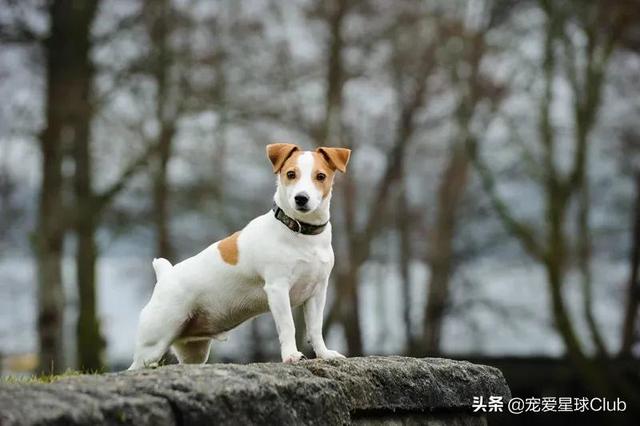 broken翻译，Broken（碎网名）（精力十足的“挖掘机”网名）