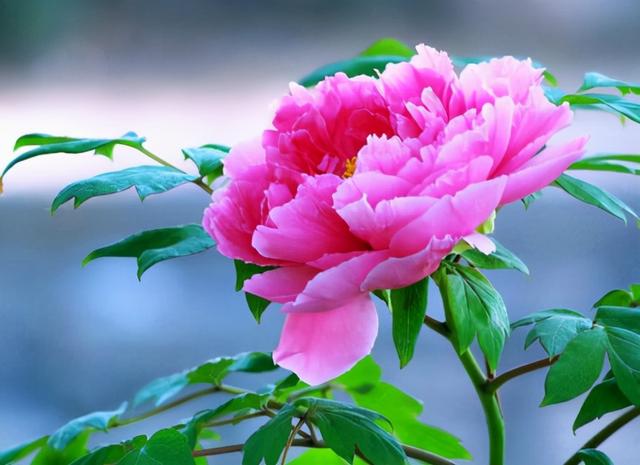 花，花好月圆人长久（72种鲜花欣赏图片）