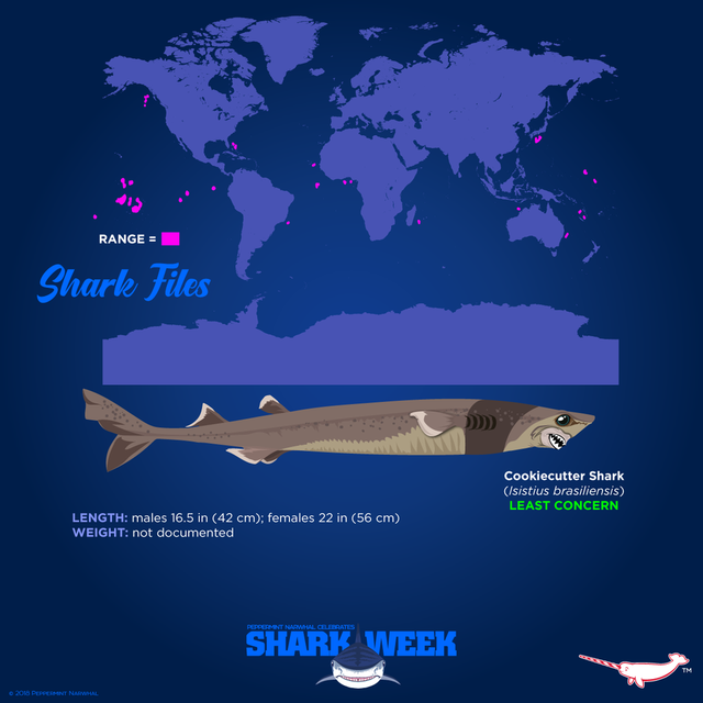 虎鲸和蓝鲸谁厉害，虎鲸vs巨齿鲨vs蓝鲸哪个会赢（深海最凶狠的动物）