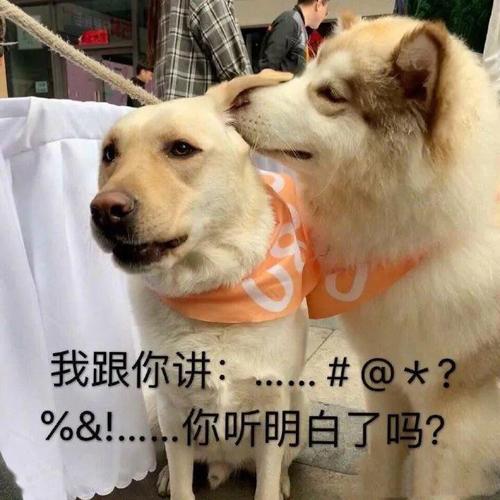 大型犬适合家养的狗，上班族养什么狗最省心