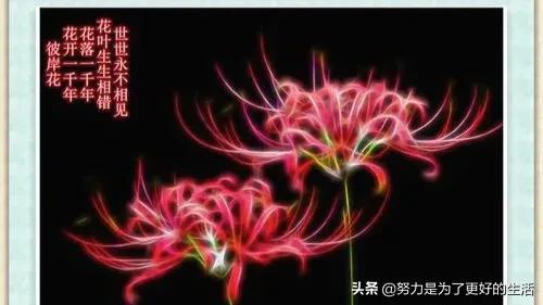 薄荷花的花语是什么，那些令人惊艳的花语