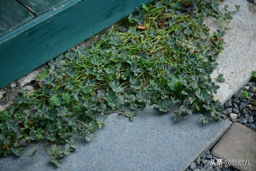 DNF香香的柏树怎么用，dnf香香的柏树怎么用啊（冬日里最优秀的40种彩叶植物）