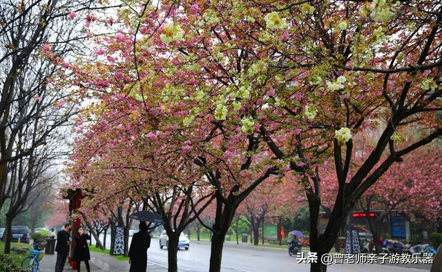 附近看花的地方，深圳最适合去赏花的地方（2023西安及周边赏樱花的地点大全）