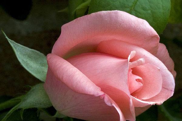 玫瑰花的颜色有哪些，玫瑰花的颜色有哪些作用（玫瑰花有哪些颜色）