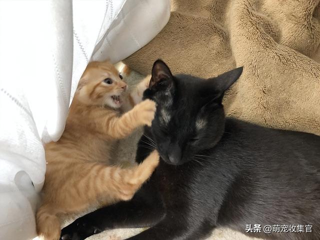 女生接受你的表现，女人允许你撩的暗示（大猫竟然对小猫会做出这样的事）