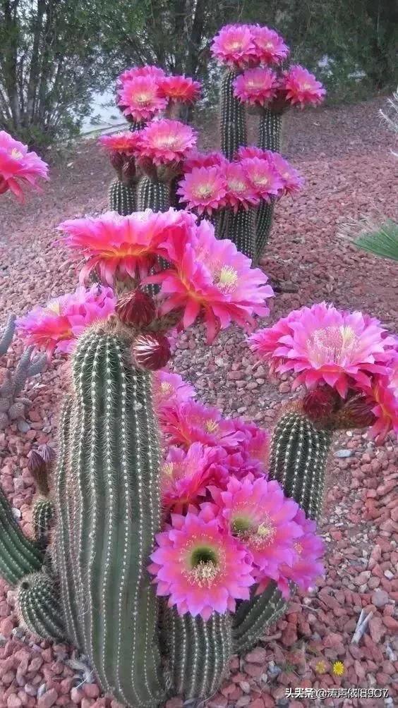 子孙球的风水学应用-子孙球在家居中的作用，子孙球寓意（分享—子孙球开花图片大全）