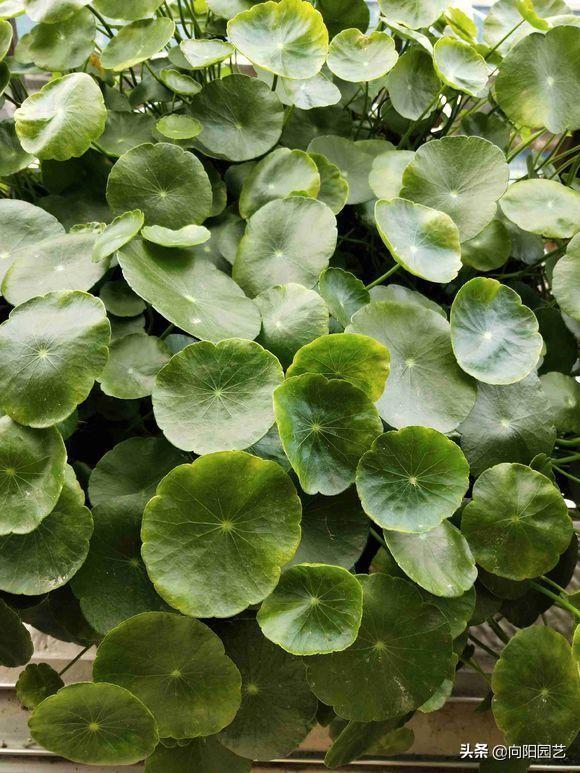 铜钱草水培方法，水里加点“河沙”（铜钱草水培方法和注意事项）