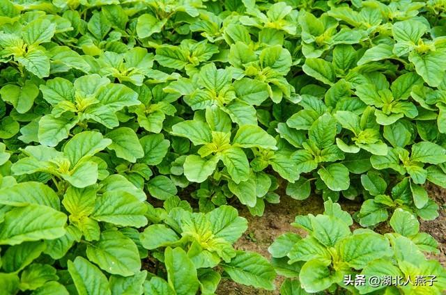 菜图片大全大图，饭店菜谱大全带图片（这43种时令野菜大量生长出来）