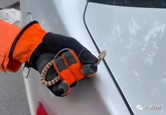 猫为什么可以跟毒蛇打架，猫和蛇打架猫不怕毒吗（重庆一只小猫叼着小毒蛇回家）