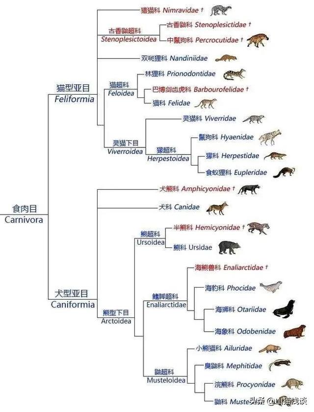 鬣狗为什么喜欢掏肛呢，鬣狗为什么喜欢掏肛（动物被掏肛为什么会站在原地不动）