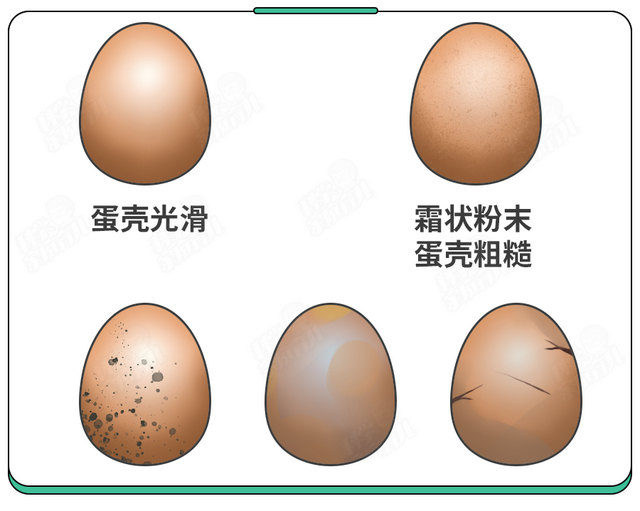 刚孵出来的小鸡怎么养，刚孵化的小鸡怎么养（抽检出抗生素超标）