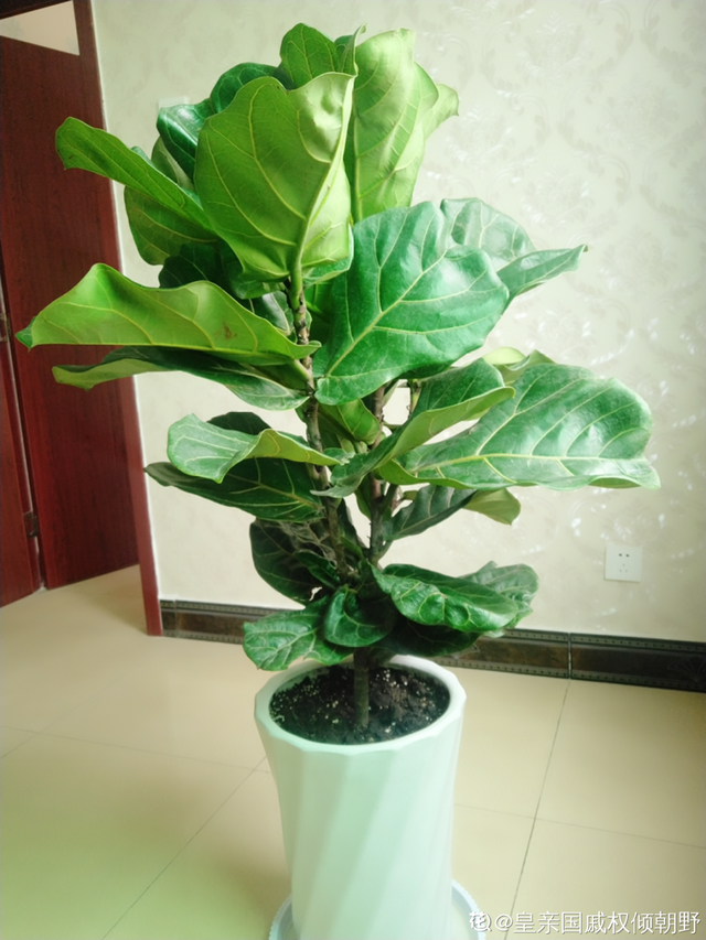 适合卧室养的花，卧室适合养什么花（卧室养4种花）