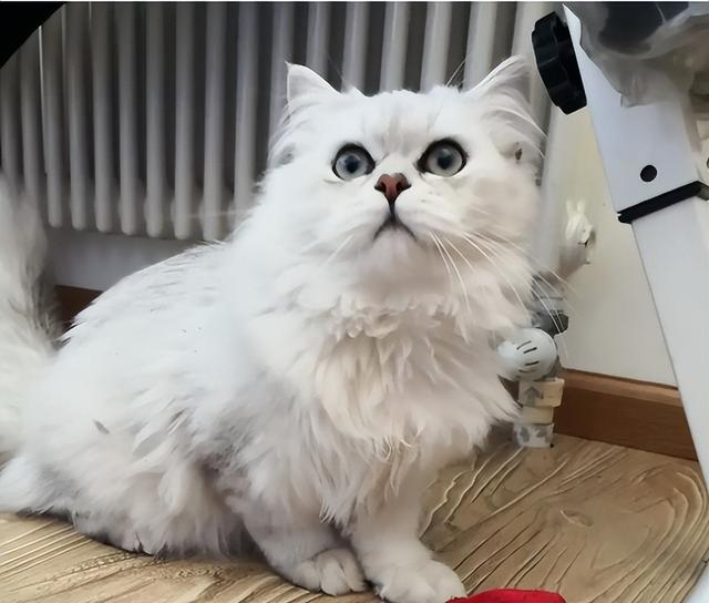 养金吉拉最忌讳什么，金吉拉为什么不能养（养金吉拉猫的“8大禁忌”）