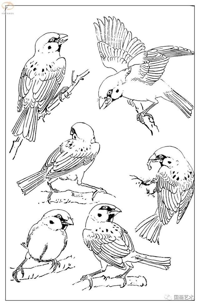 火的简笔画图片，火焰怎么画简笔画图片（画鸟参考——白描麻雀百图）