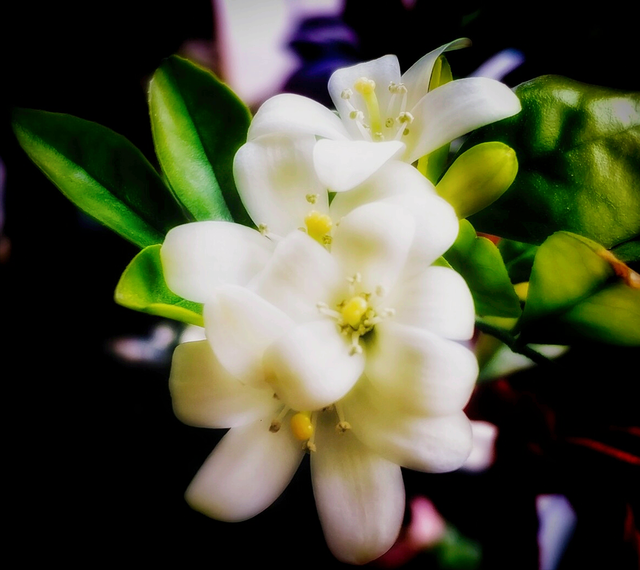 早晨哄女人开心的问候语，逗女孩开心的早安问候语句（兰花送祝福）