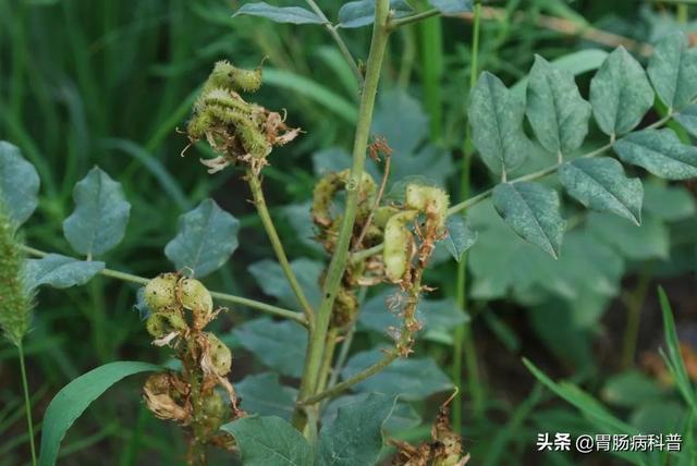 曼陀罗花的图片，曼陀罗花是什么（301味中药材的原植物彩色图谱）