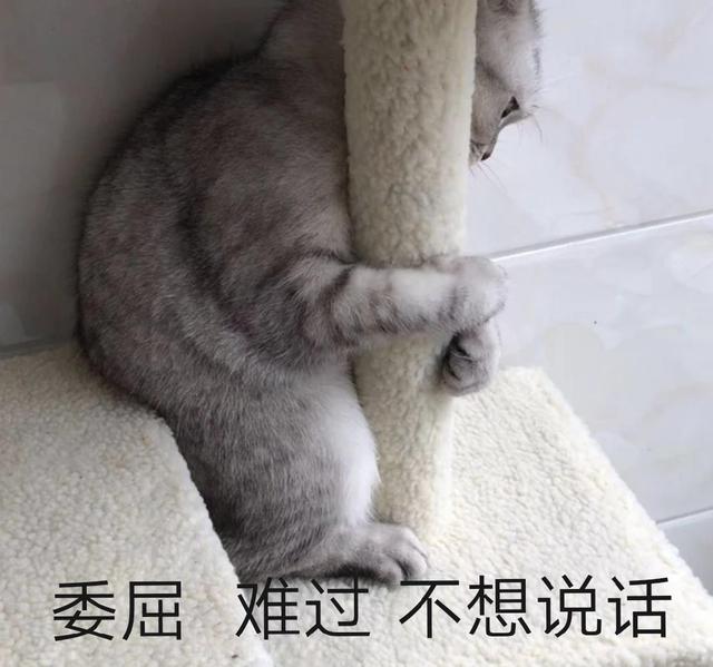 猫咪晚上老爱叫怎么办，猫咪半夜爱叫怎么办（猫咪在半夜发出“惨叫声”）