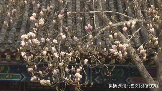 正定旅游景点有哪些，正定的旅游景点有哪些（微游河北<20>）