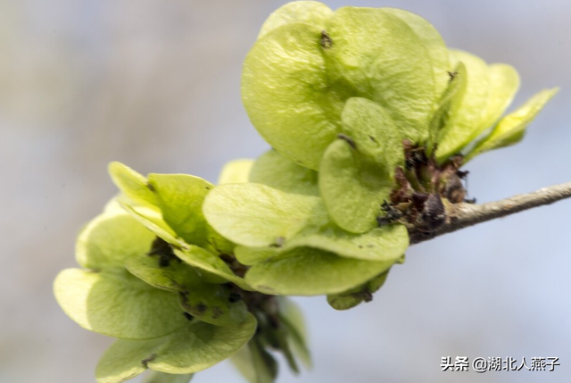 春天能吃的野菜大全，春天都有哪些野菜可以吃（送你63种野菜大图鉴）