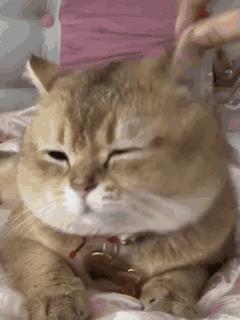 哪种猫有泪痕最厉害,这几种猫咪泪痕很严重