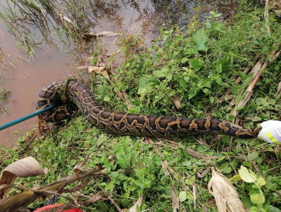 属蛇年纪,广西上思发现84斤大蟒蛇-生肖-荣耀易学