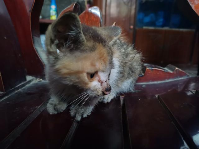 猫肉能吃吗，猫肉能吃吗民间说法（仅仅是因为猫肉发酸）