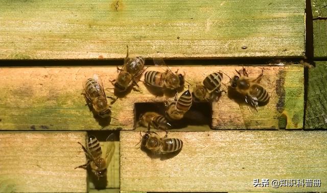 世界上最危险的虫，世界上最恐怖的虫类（世界上最恐怖的5种昆虫你最害怕哪种）