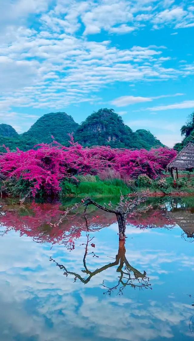 鲜花盛开与心情的美句，形容鲜花带来美好心情的句子（就像你用心雕琢出曼妙字句）