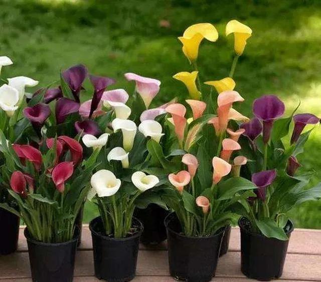 看望病人买什么鲜花，适合送病人的鲜花有哪几种（哪些花代表健康、平安、幸福）