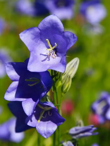 蓝色风铃花花语图片