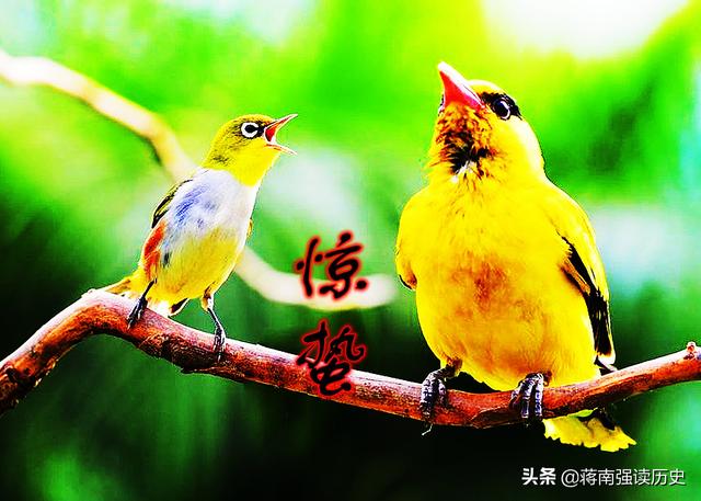 黄鹂是啥季节的鸟，黄鹂是啥季节的鸟类（艳异照亮了浓密——像是春光）