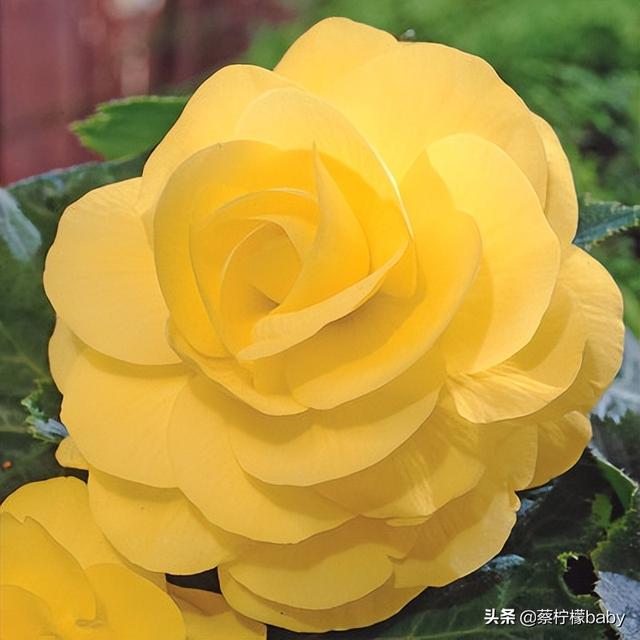 蕾丝边是什么意思，蕾丝边浪漫百分百蕾丝边是什么意思（蕾丝边的海棠花你见过吗）