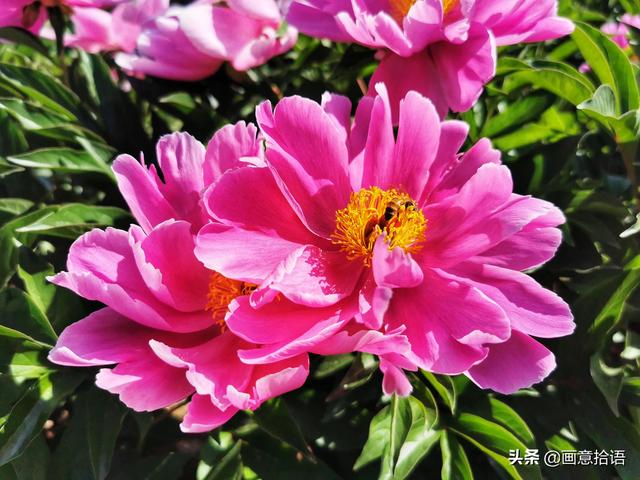 美丽动人是什么意思，美丽动人是形容什么的（邀您领略春末夏初“花相之美”）