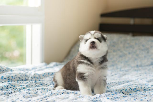 雪橇犬三傻是哪三傻（\